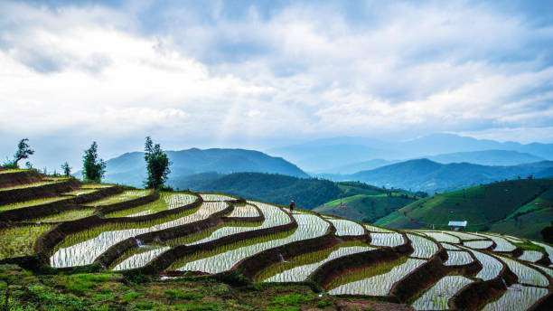 Asian woman travel nature. Travel relax. Walking take a photo on the field rice in rainy season.