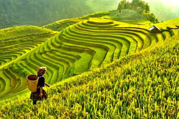 Rice fields on terraced of Mu Cang Chai, YenBai, Rice fields prepare the harvest at Northwest Vietnam.Vietnam landscapes.